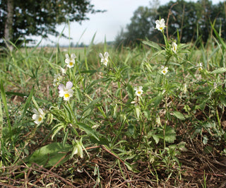 Viola arvensis <br>EUROPEAN FIELD PANSY