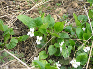 viola odorata white violet