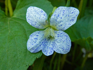 Viola sororia <br>VIOLET 'FRECKLES'