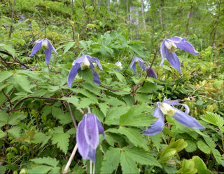 Clematis alpina <br>BLUE ALPINE CLEMATIS