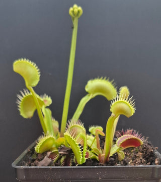 Dionaea muscipula <br>VENUS FLYTRAP 'WAVE CLIP' x OP
