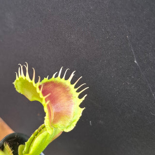 Dionaea muscipula <br>VENUS FLYTRAP 'WAVE CLIP' x OP