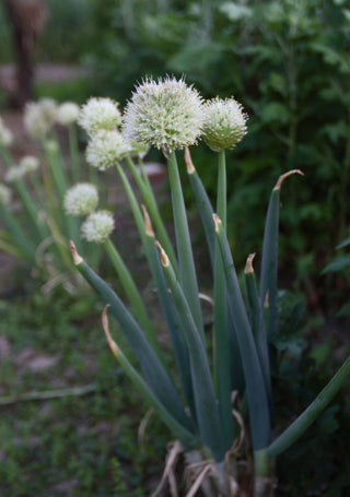 Allium fistulosum <br>WELSH ONION