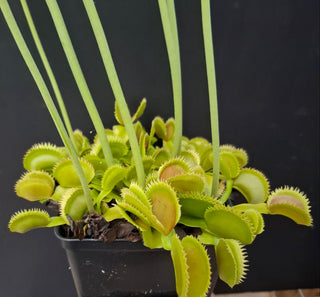 Dionaea muscipula <br>VENUS FLYTRAP 'WHALE X BRISTLE TOOTH' x OP