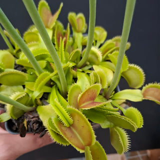 Dionaea muscipula <br>VENUS FLYTRAP 'WHALE X BRISTLE TOOTH' x OP