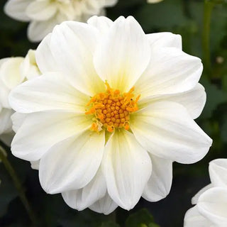 Dahlia <br>DAHLIA COMPACT WHITE