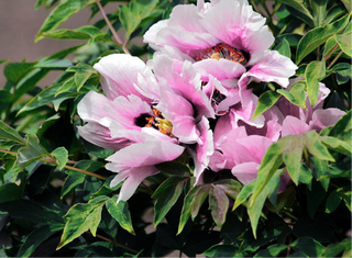 Paeonia suffruticosa <br>TREE PEONY WHITE WITH PINK