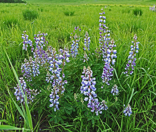 Lupinus perennis <br>WILD LUPIN, SUNDIAL LUPIN