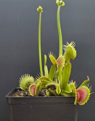 Dionaea muscipula <br>VENUS FLYTRAP 'WINEMOUTH' x OP