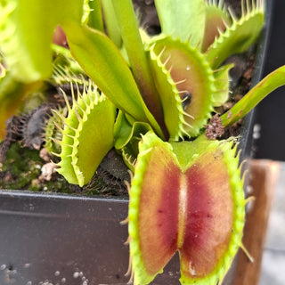 Dionaea muscipula <br>VENUS FLYTRAP 'WINEMOUTH' x OP