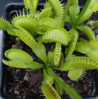 Dionaea muscipula <br>VENUS FLYTRAP 'YELLOW WHITE' x OP