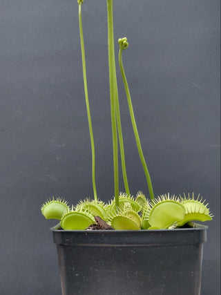 Dionaea muscipula <br>VENUS FLYTRAP 'YELLOW WHITE' x OP