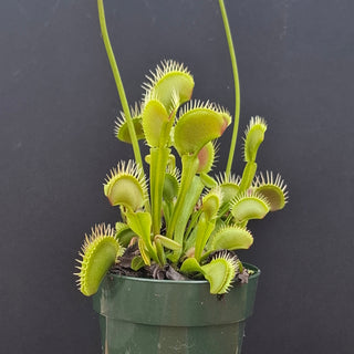 Dionaea muscipula <br>VENUS FLYTRAP 'Z02' x OP