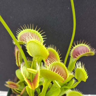 Dionaea muscipula <br>VENUS FLYTRAP 'Z02' x OP