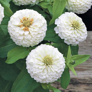 Zinnia elegans <br>ZINNIA PRECIOSA WHITE