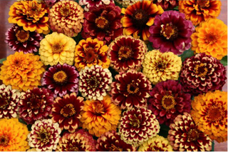 Zinnia haageana <br>ZINNIA AZTEC SUNSET