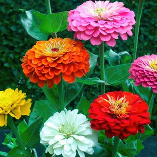 Zinnia elegans ZINNIA GIANTS DAHLIA-STYLE MIX