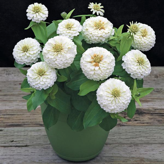 Zinnia elegans <br>ZINNIA PRECIOSA WHITE