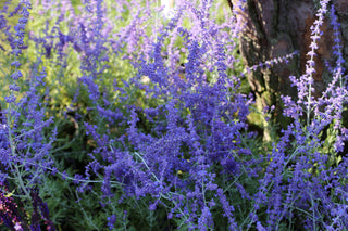 Perovskia atriplicifolia, Salvia yangii <br>RUSSIAN SAGE 'BLUE STEEL'