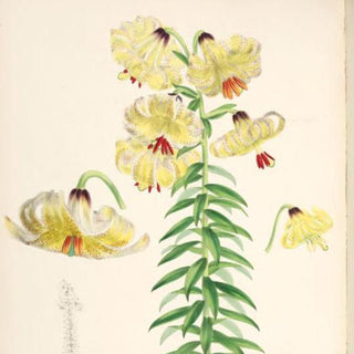 Lilium szovitsianum <br>LILY