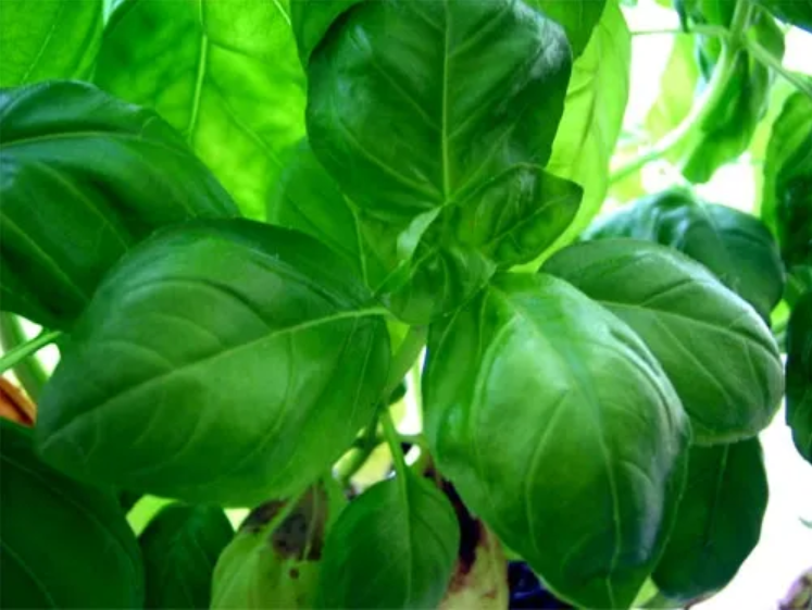 GENOVESE BASIL Ocimum basilicum Genovese Ferri Seeds