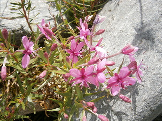 Chamaenerion fleischeri, Epilobium fleischeri <br>ALPINE WILLOWHERB