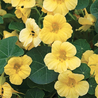 Tropaeolum minus <br>NASTURTIUM BABY YELLOW