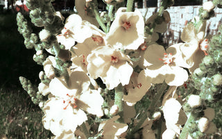 TEMPTRESS FLOWER 'FLUSH OF WHITE', MULLEIN <br>Verbascum phoeniceum