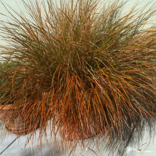 ORANGE SWITCH GRASS, RED SEDGE <br>Carex testacea