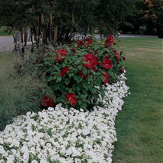 Hibiscus moscheutos <br>HARDY RED HIBISCUS