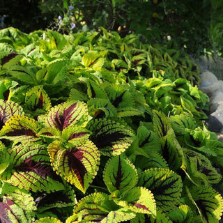 Coleus <br>COLEUS KONG JUNIOR 'LIME VEIN'