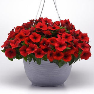 Petunia <br>PETUNIA EASY WAVE RED