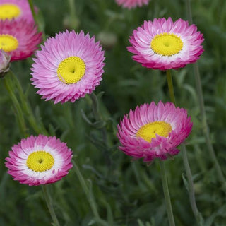 Acroclinium, Rhodanthe, Helipterum <br>PINK PAPER DAISY, EVERLASTING
