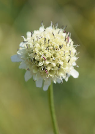 Cephalaria radiata <br>RAYED SCABIOUS