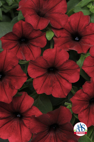 Petunia <br>PETUNIA 'TIDAL WAVE RED VELOUR'