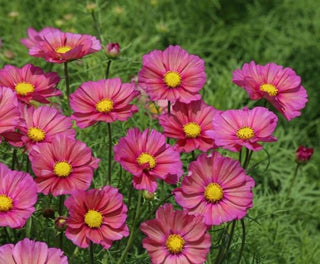 Cosmos <br>COSMOS XSENIA