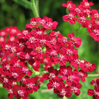 Achillea millefolium rubrum <br>RED YARROW