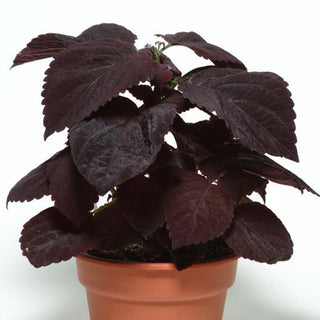 Coleus <br>COLEUS PREMIUM SUN 'DARK CHOCOLATE'