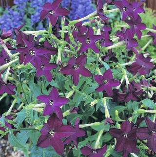 Nicotiana sanderae <br>PERFUME DEEP PURPLE TOBACCO