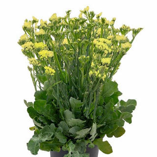 Limonium sinuatum <br>YELLOW GOLD STATICE