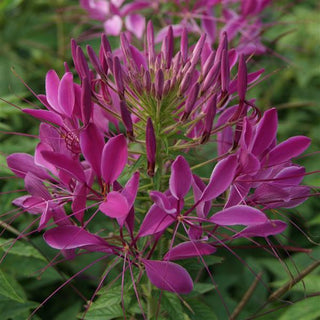 Cleome hassleriana <br>SPIDER FLOWER MIX