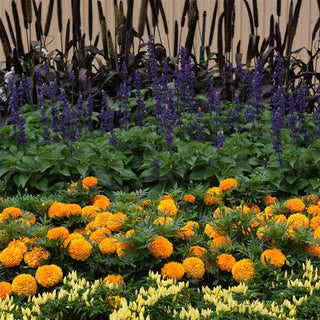 Salvia longispicata x farinacea <br>SAGE 'BIG BLUE'