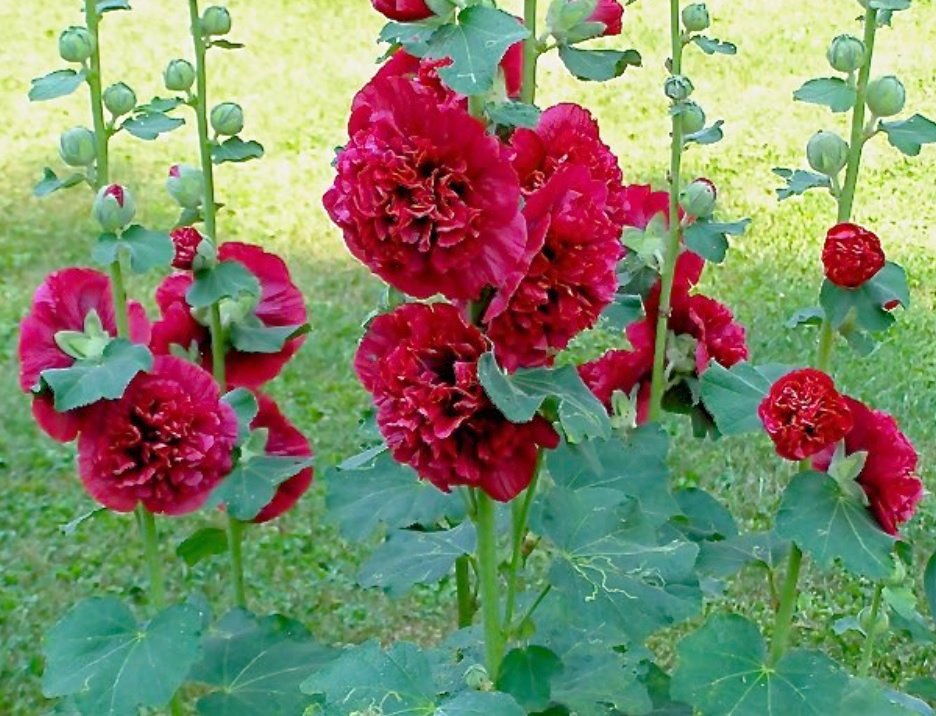 Alcea Tree SCARLET CHATER'S DOUBLE HOLLYHOCK Alcea rosea – Ferri Seeds