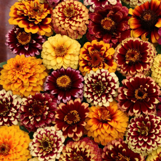 Zinnia haageana <br>ZINNIA AZTEC SUNSET
