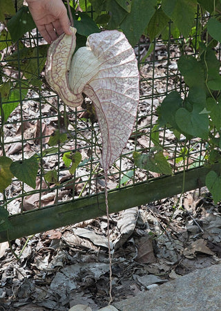 Aristolochia grandiflora <br>PELICAN FLOWER, CALICO FLOWER