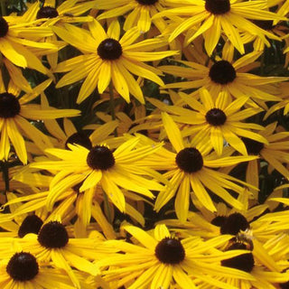 Rudbeckia fulgida <br>ORANGE CONEFLOWER 'GOLDSTURM' BLACK EYED SUSAN