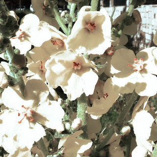 Verbascum phoeniceum<br>TEMPTRESS FLOWER 'FLUSH OF WHITE', MULLEIN