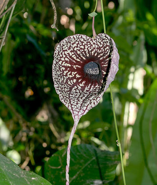 Aristolochia grandiflora <br>PELICAN FLOWER, CALICO FLOWER
