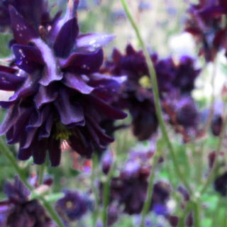 Aquilegia <br>BARLOW MIX DOUBLE COLUMBINE