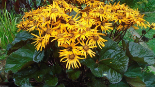 Ligularia dentata <br>RAGWORT, GROUNDSEL